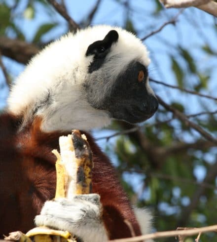 La faune de Madagascar