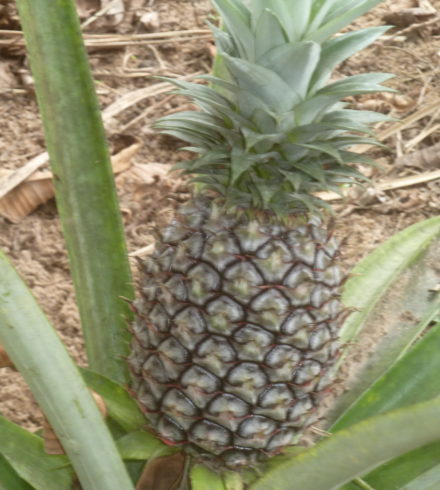 L’ananas de Madagascar