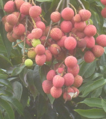 Les fruits exotiques de Madagascar