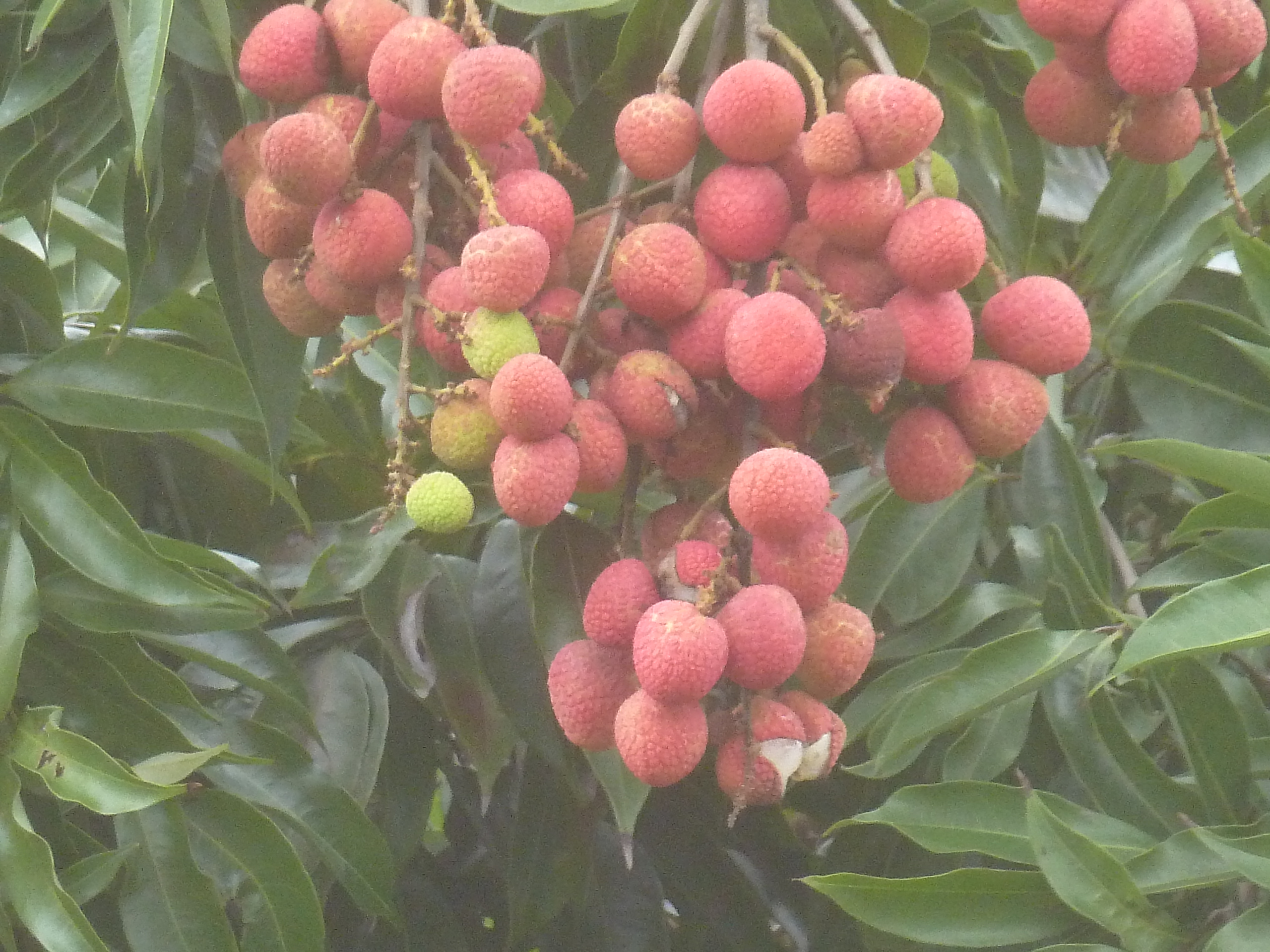 Les fruits exotiques de Madagascar