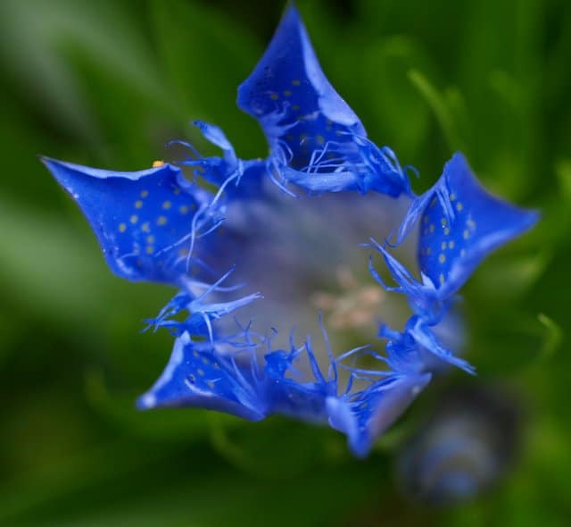 La pureté d’une fleur bleu