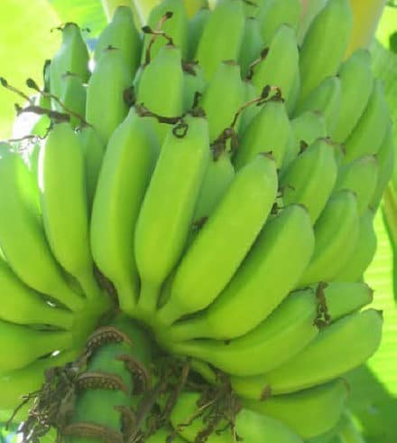 Les bananes de Madagascar