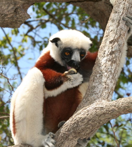 Un lémurien de Madagascar